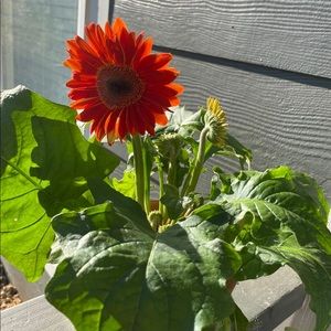 Meet your Posher, Joann